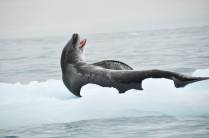 Nosso primeiro encontro com a temível foca leopardo, em Point Wild, Elephant Island, na Antártida (foto de John Pairaudeau)